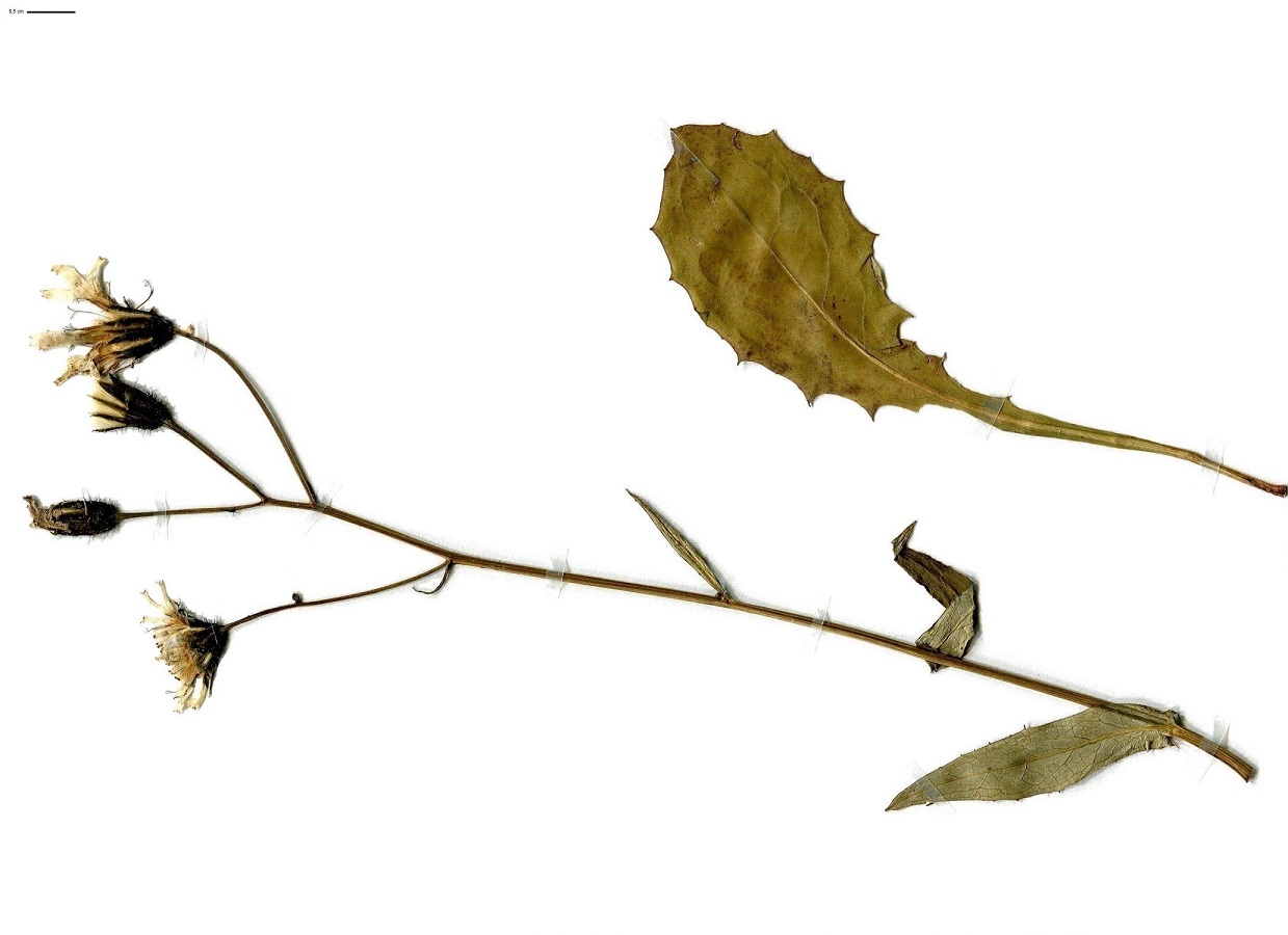 Crepis paludosa (Asteraceae)